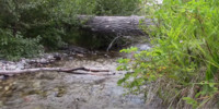 Thumbnail 🏕️ Stock footage Relaxing water creek ,streams, nature sound, - Lost Creek MT USA